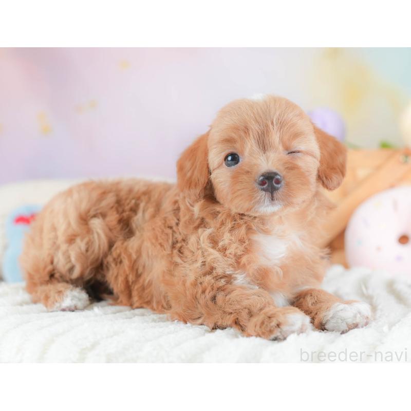 販売中の埼玉県のチワプー:チワワ×トイプードル-439308の9枚目