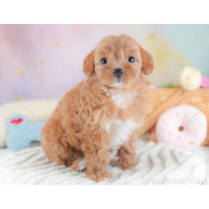 販売中の埼玉県のチワプー:チワワ×トイプードル-439308の8枚目