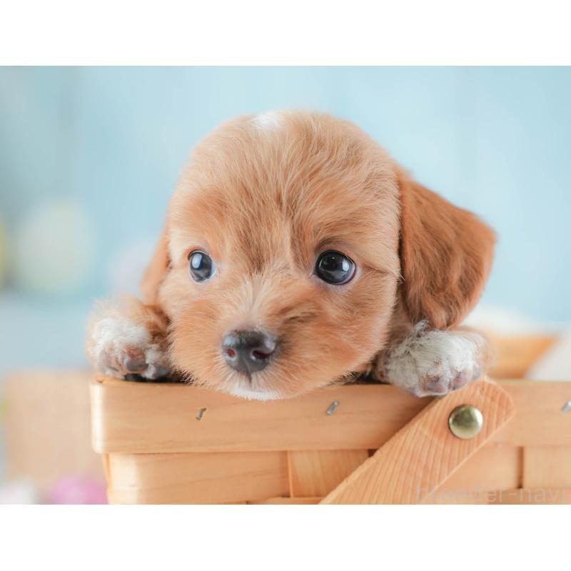 販売中の埼玉県のチワプー:チワワ×トイプードル-439308の7枚目