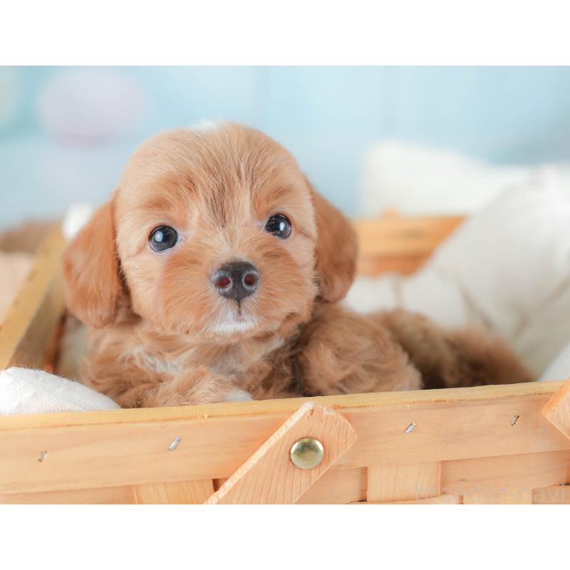 販売中の埼玉県のチワプー:チワワ×トイプードル-439308の6枚目