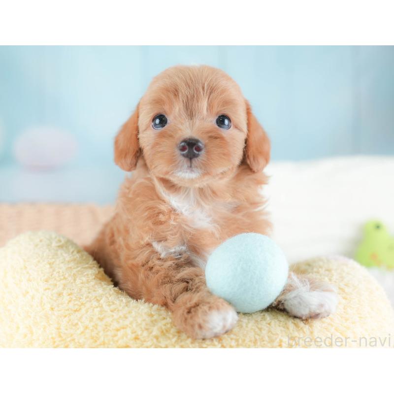 販売中の埼玉県のチワプー:チワワ×トイプードル-439308の5枚目