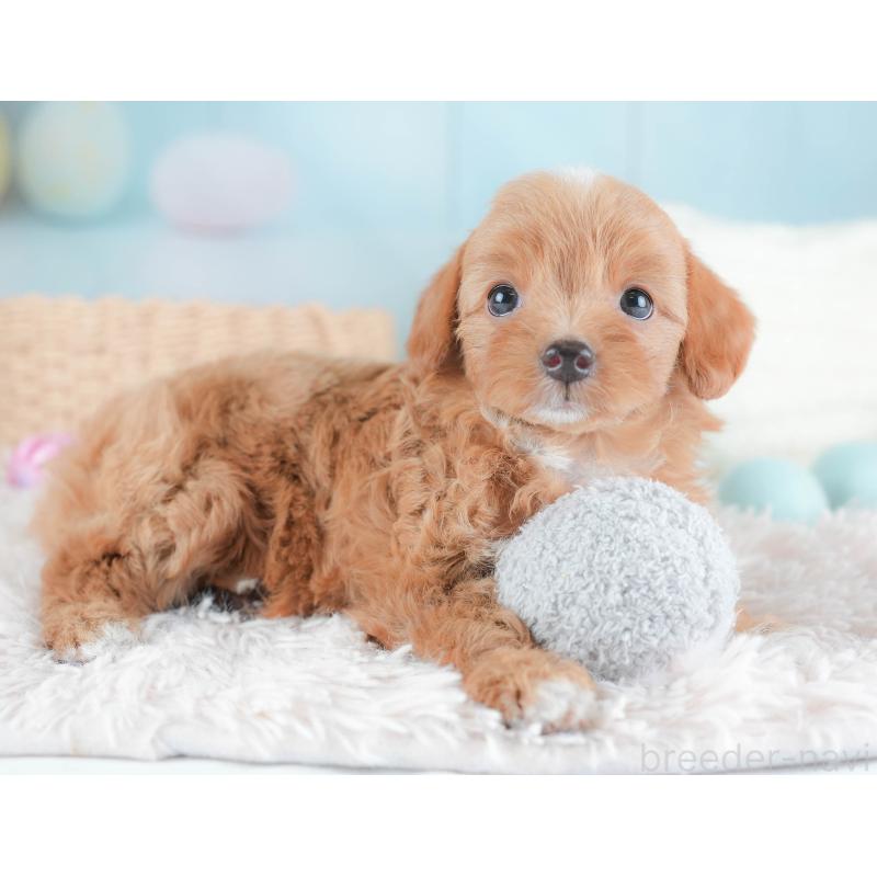 販売中の埼玉県のチワプー:チワワ×トイプードル-439308の4枚目