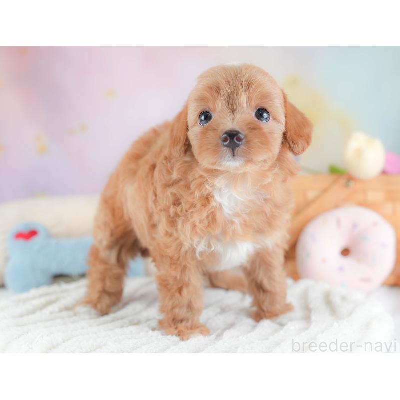 販売中の埼玉県のチワプー:チワワ×トイプードル-439308の3枚目