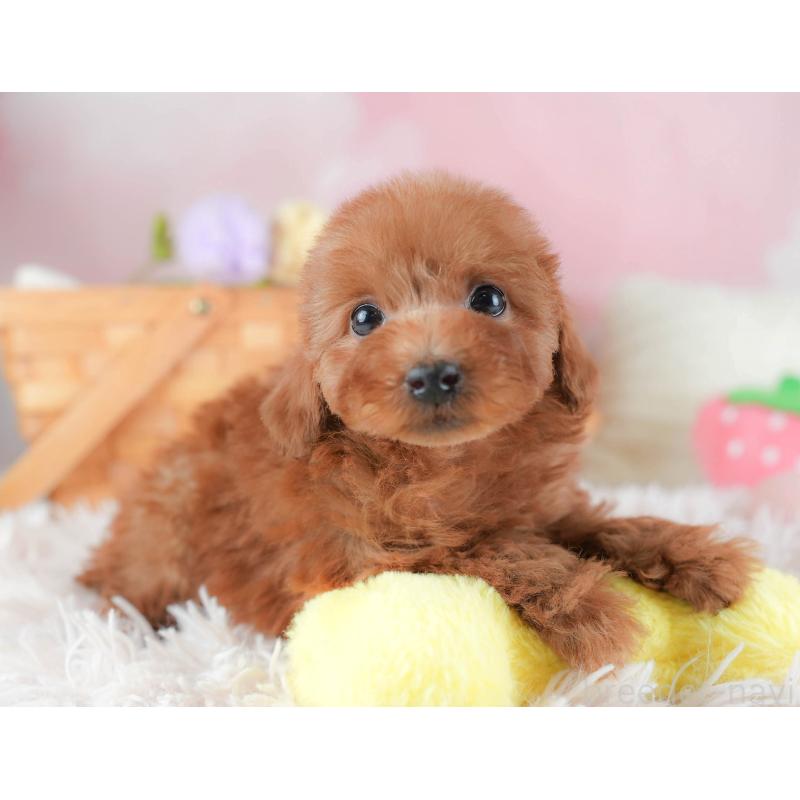 販売中の埼玉県のトイプードル-439346の11枚目