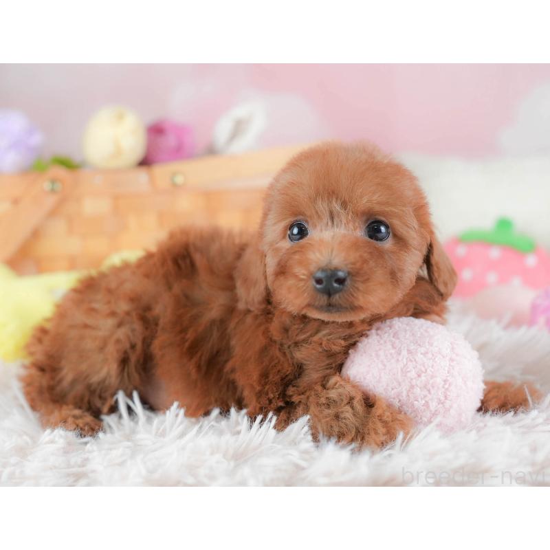 販売中の埼玉県のトイプードル-439346の10枚目