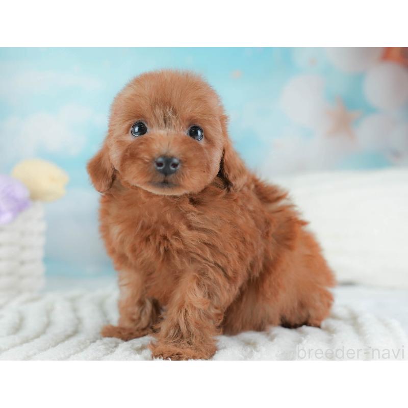 販売中の埼玉県のトイプードル-439346の8枚目