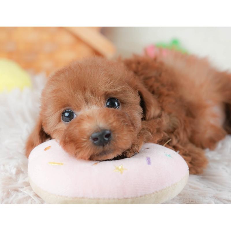 販売中の埼玉県のトイプードル-439346の6枚目