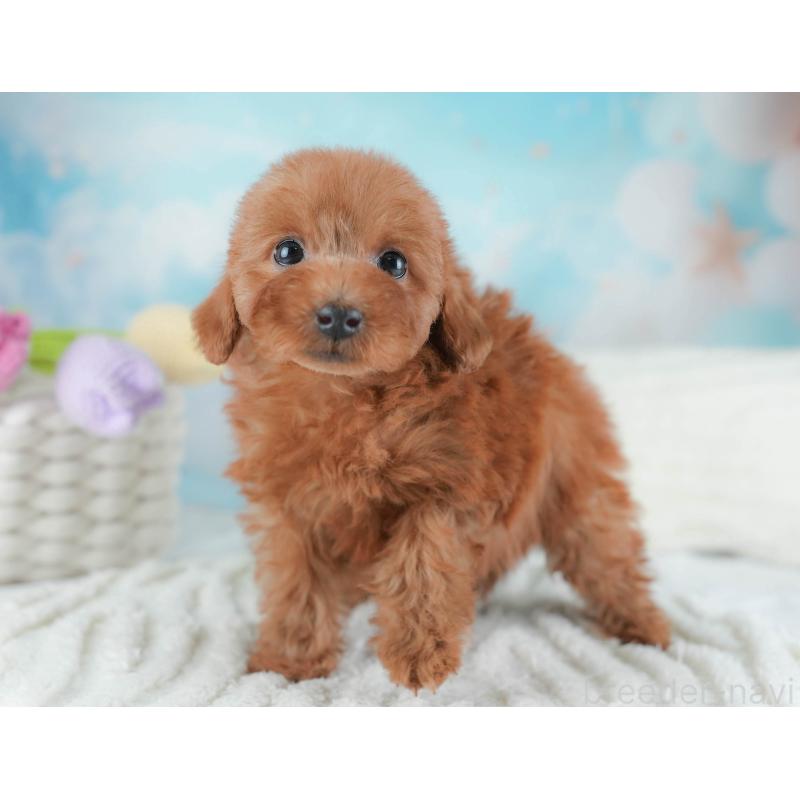 販売中の埼玉県のトイプードル-439346の5枚目