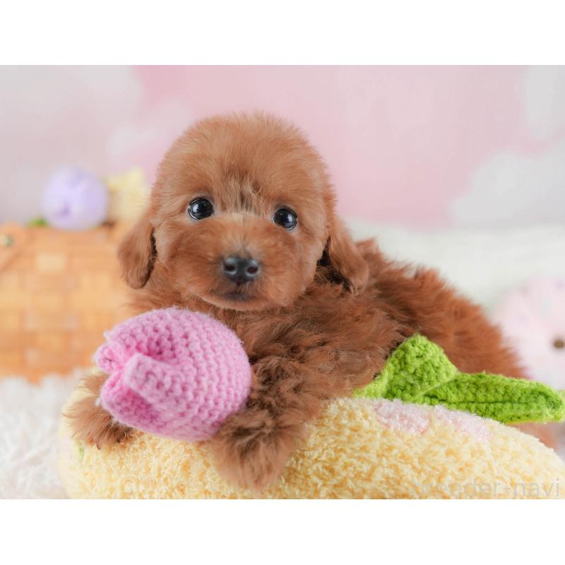 販売中の埼玉県のトイプードル-439346の4枚目