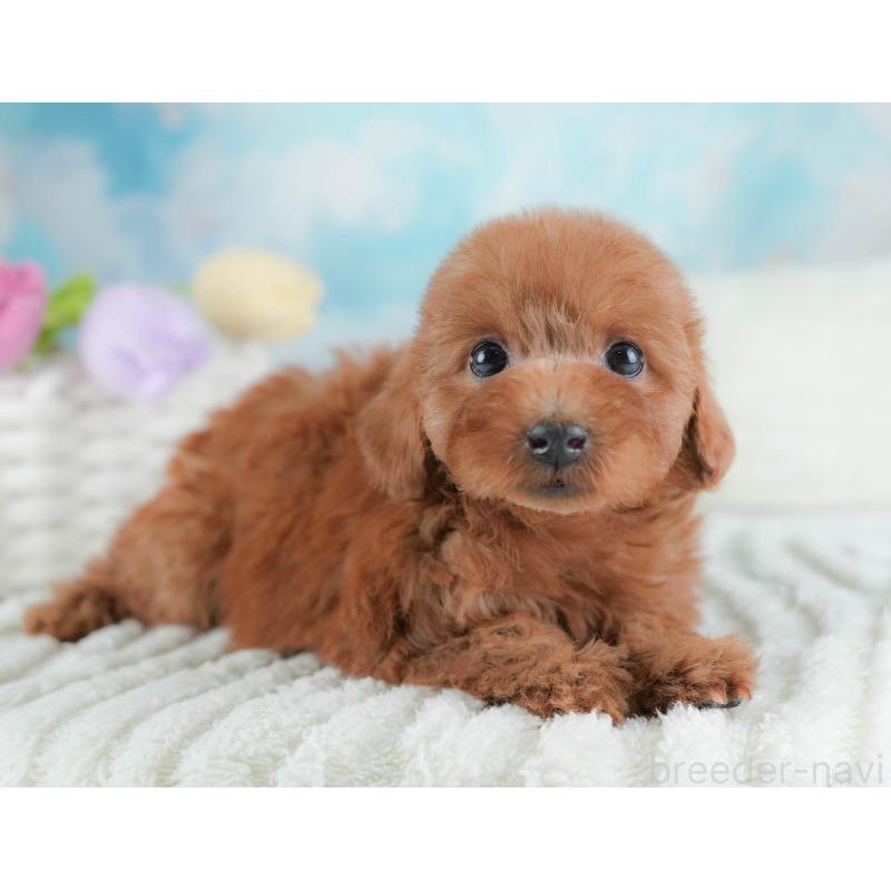 販売中の埼玉県のトイプードル-439346の3枚目