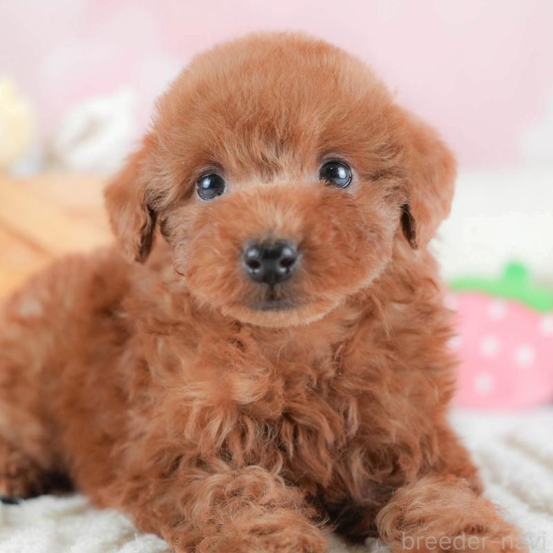 販売中の埼玉県のトイプードル-439345