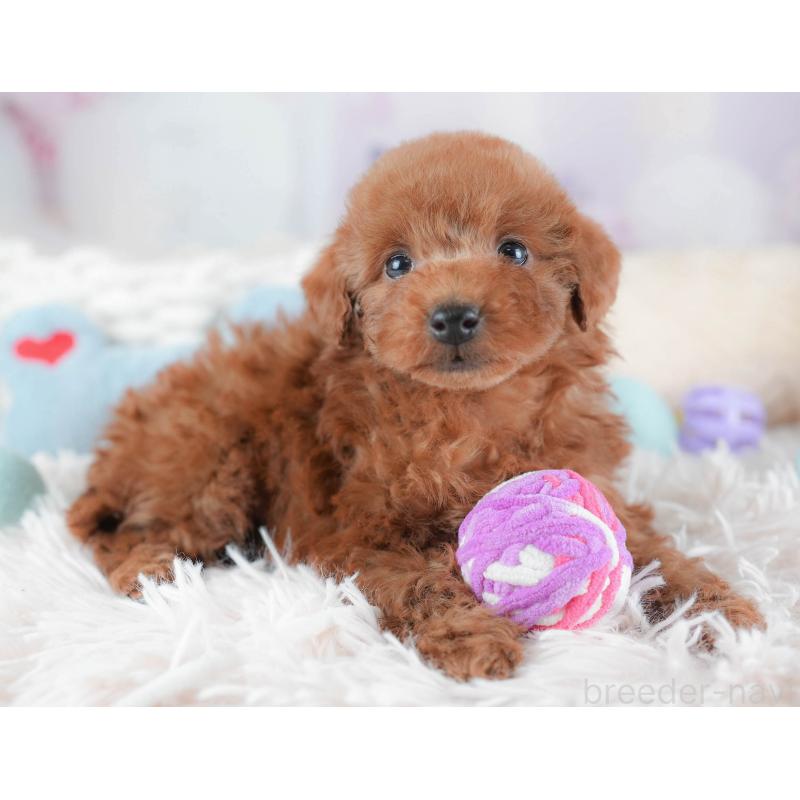 販売中の埼玉県のトイプードル-439345の11枚目