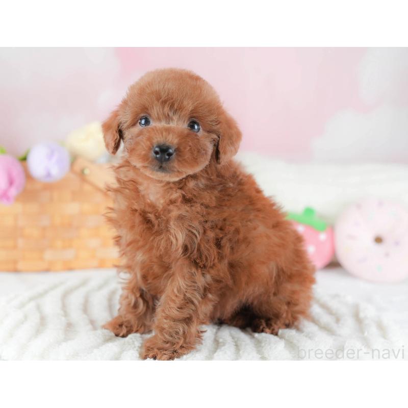 販売中の埼玉県のトイプードル-439345の10枚目