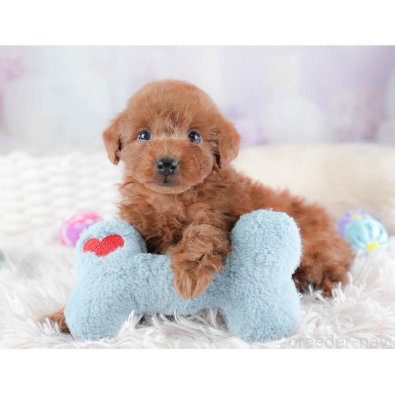 販売中の埼玉県のトイプードル-439345の9枚目