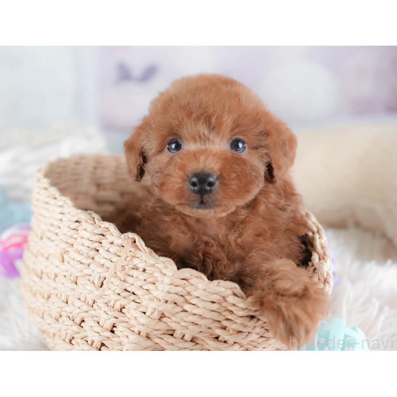 販売中の埼玉県のトイプードル-439345の8枚目