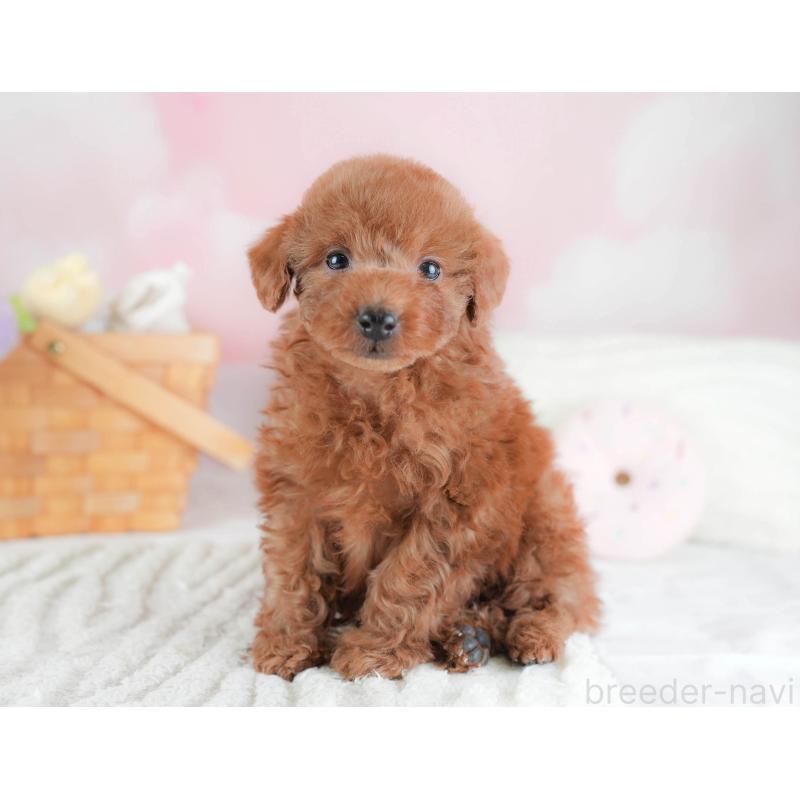 販売中の埼玉県のトイプードル-439345の7枚目