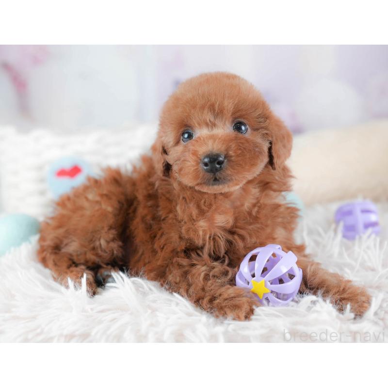 販売中の埼玉県のトイプードル-439345の6枚目