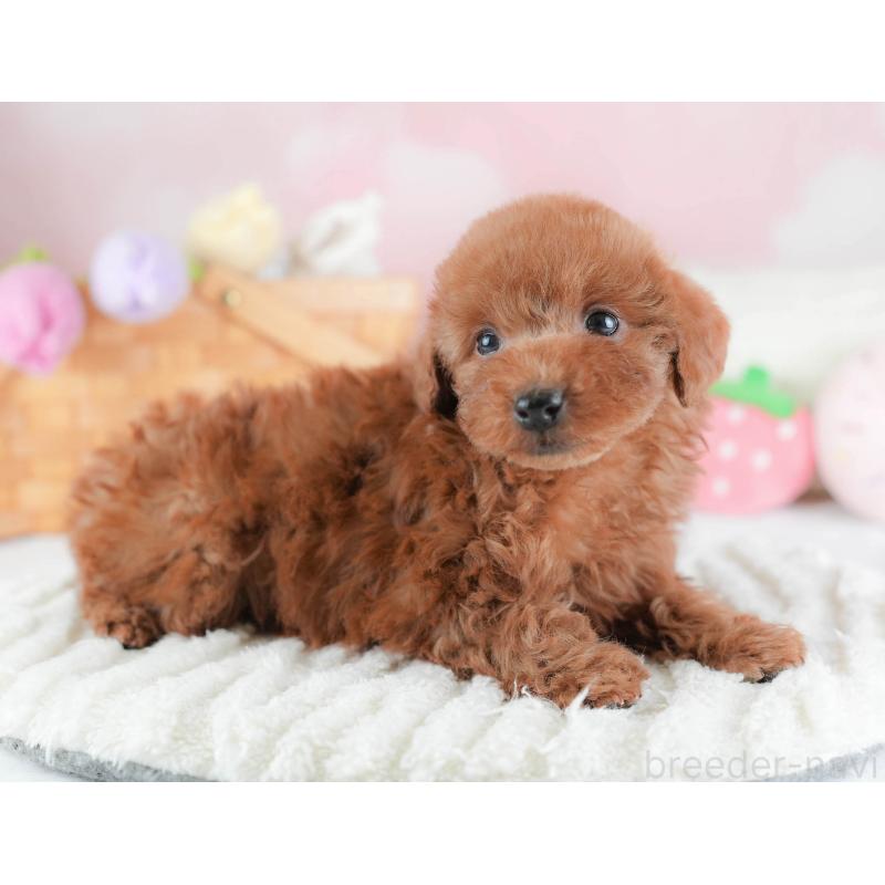 販売中の埼玉県のトイプードル-439345の5枚目