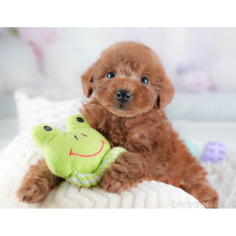 販売中の埼玉県のトイプードル-439345の4枚目