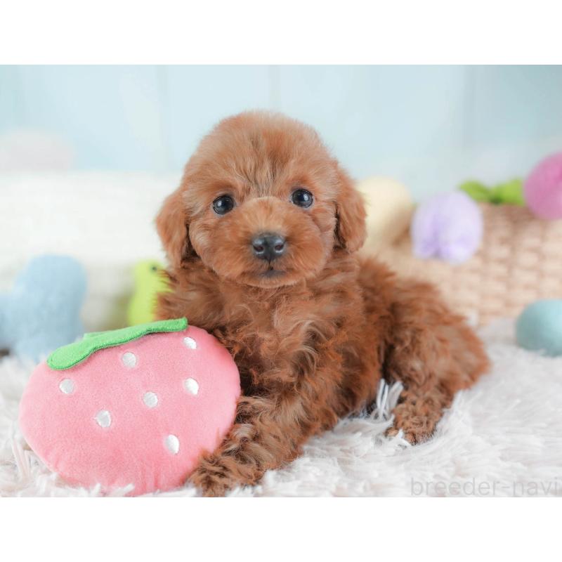 販売中の埼玉県のトイプードル-439341の11枚目