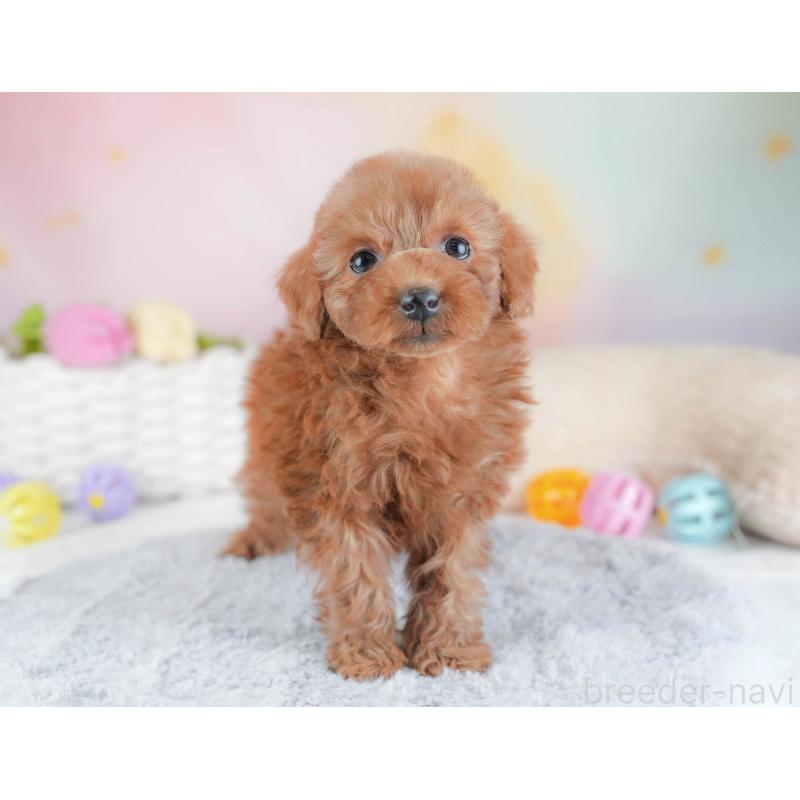 販売中の埼玉県のトイプードル-439341の10枚目