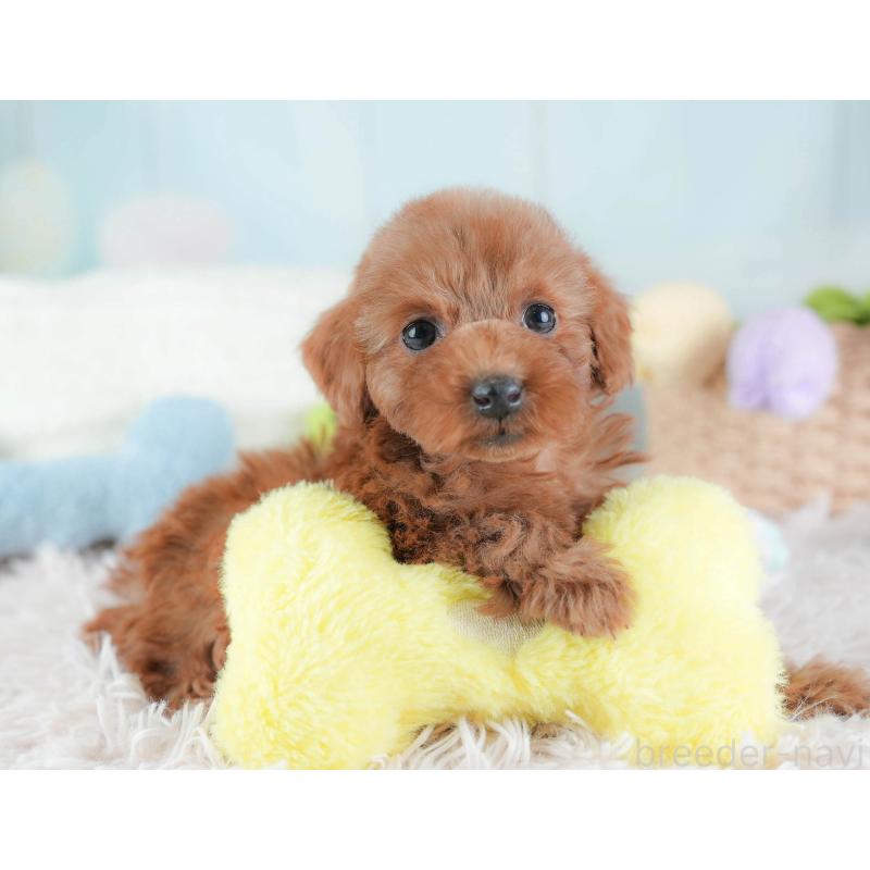 販売中の埼玉県のトイプードル-439341の9枚目