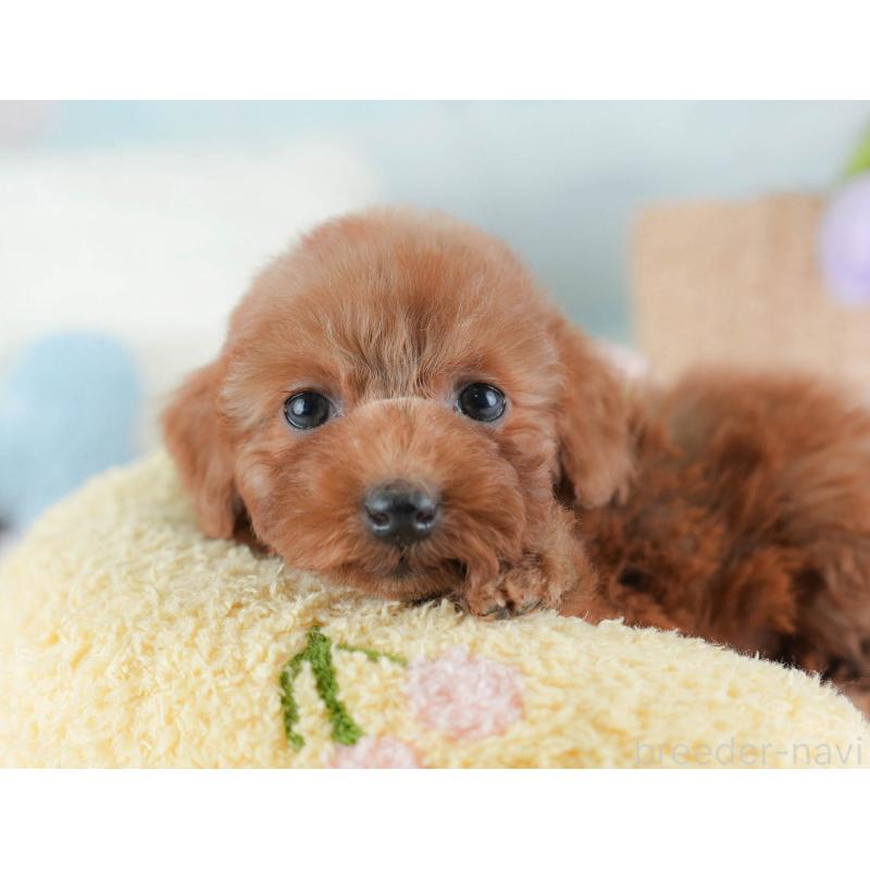 販売中の埼玉県のトイプードル-439341の8枚目