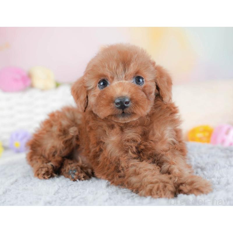 販売中の埼玉県のトイプードル-439341の7枚目