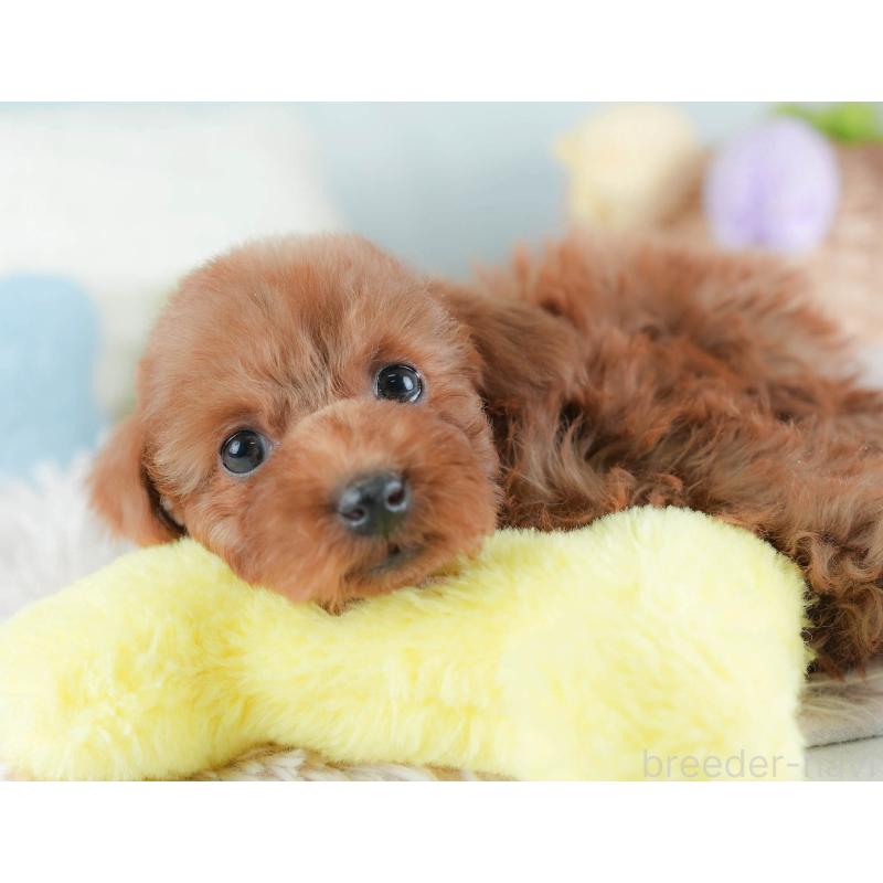 販売中の埼玉県のトイプードル-439341の6枚目