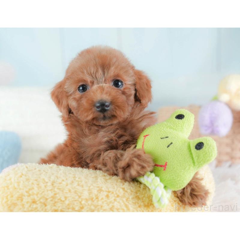 販売中の埼玉県のトイプードル-439341の5枚目