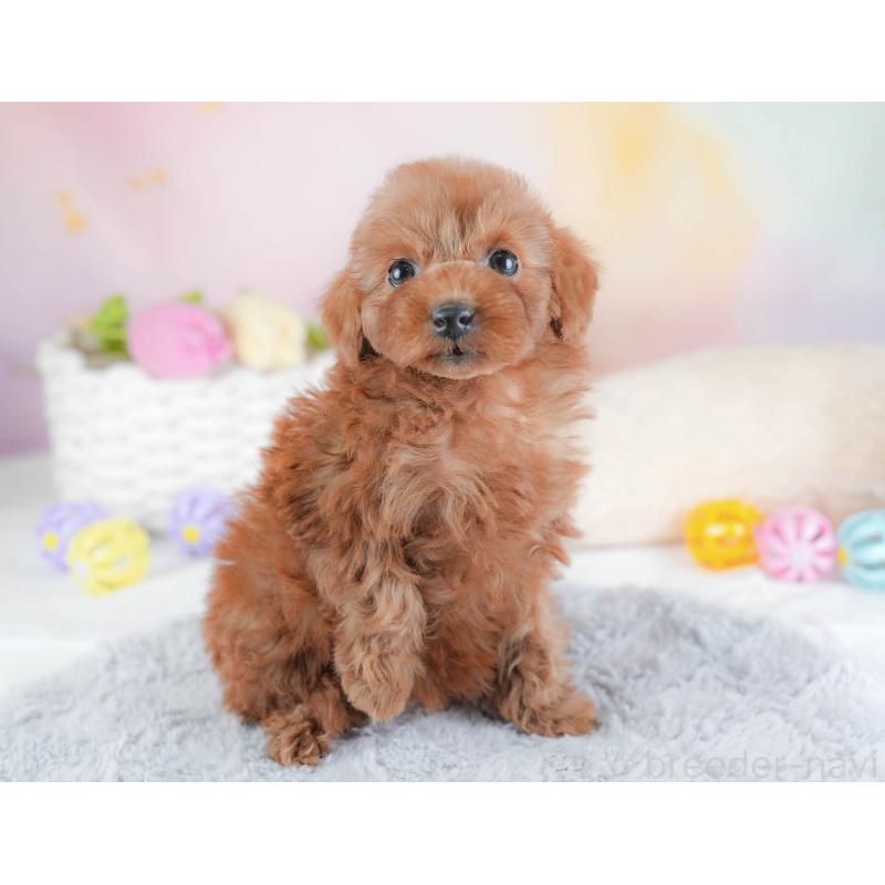 販売中の埼玉県のトイプードル-439341の4枚目