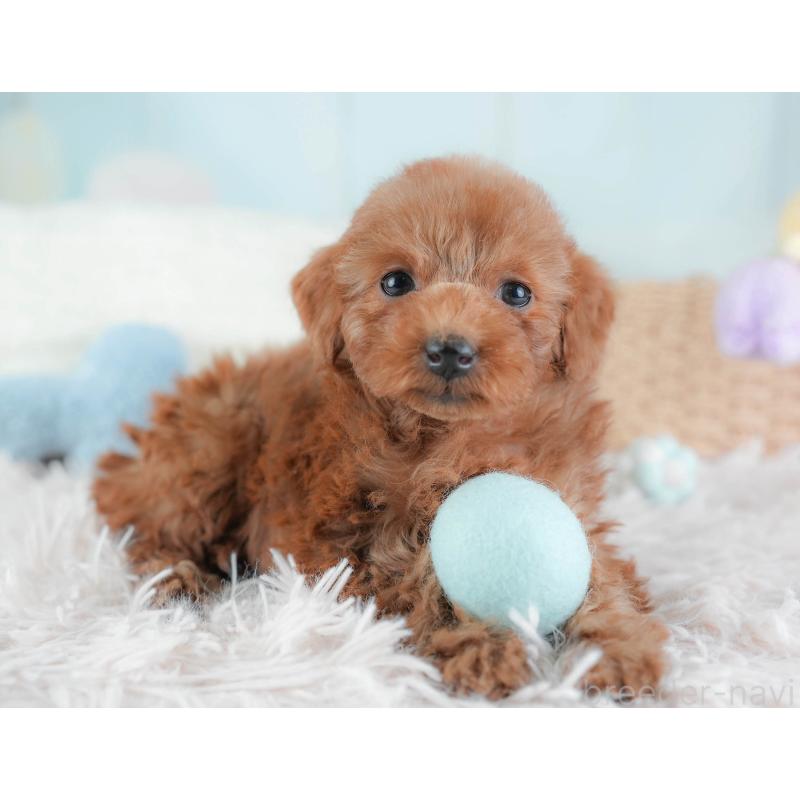 販売中の埼玉県のトイプードル-439341の3枚目