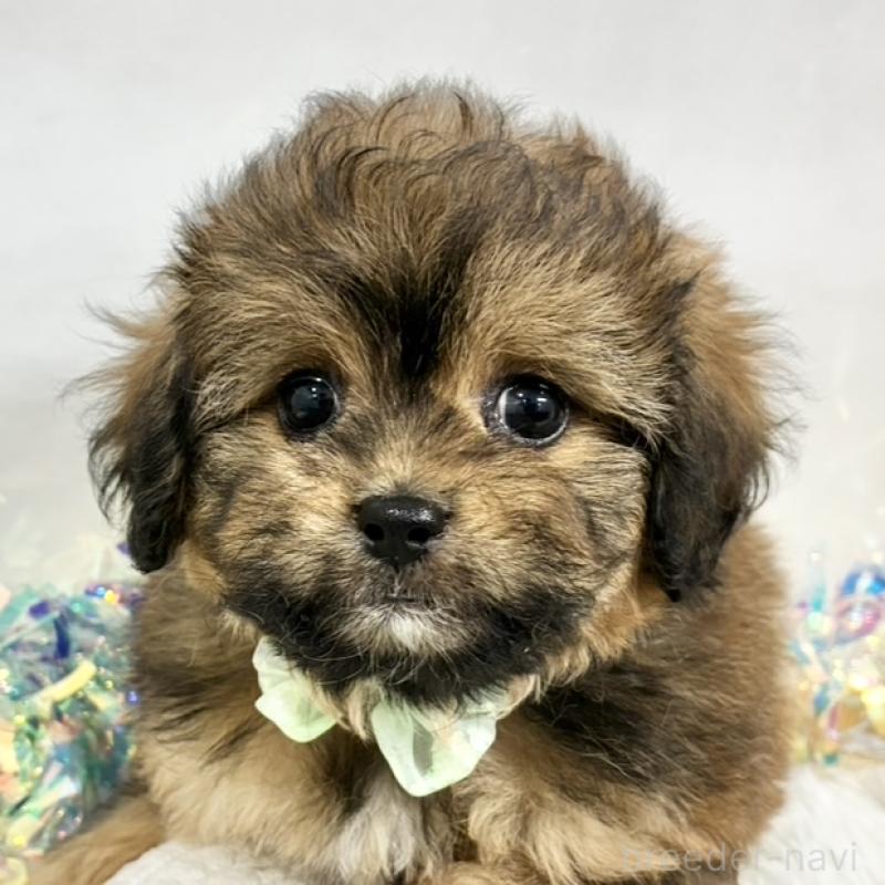 販売中の岐阜県のミックス犬-438650