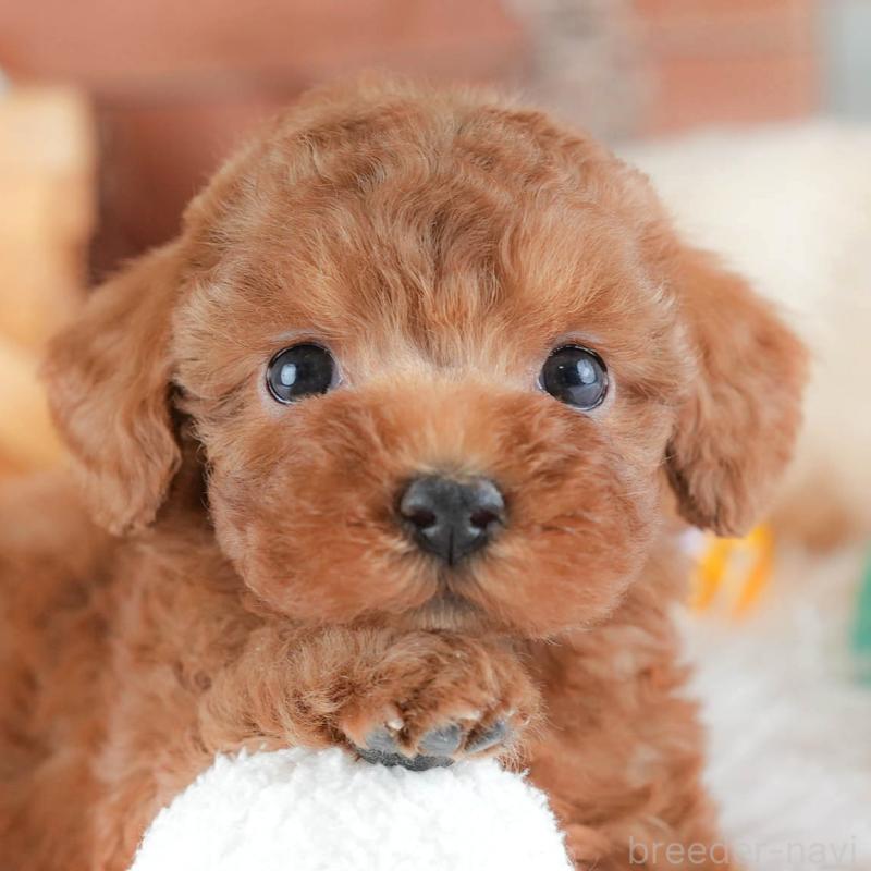 販売中の埼玉県のトイプードル-439340の1枚目