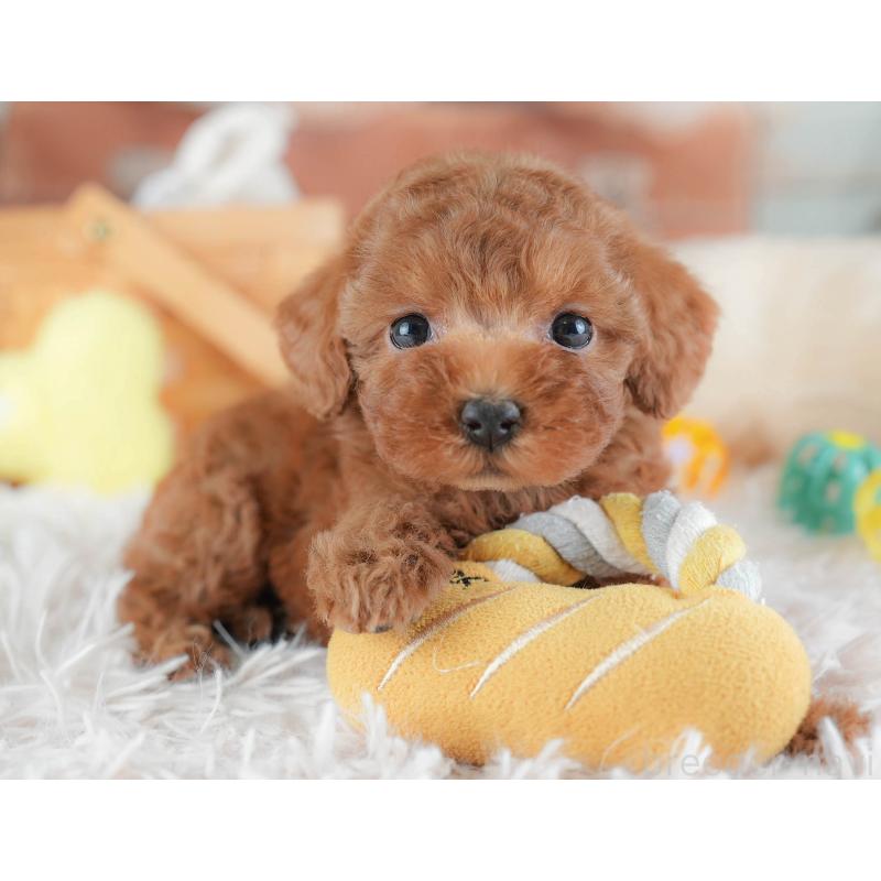 販売中の埼玉県のトイプードル-439340の11枚目