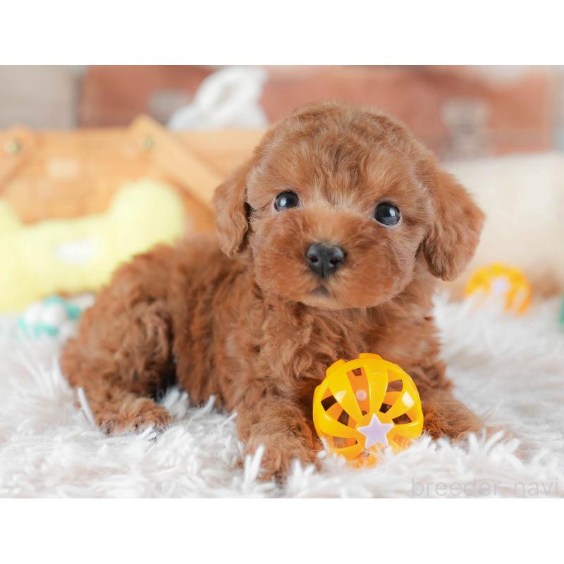 販売中の埼玉県のトイプードル-439340の10枚目