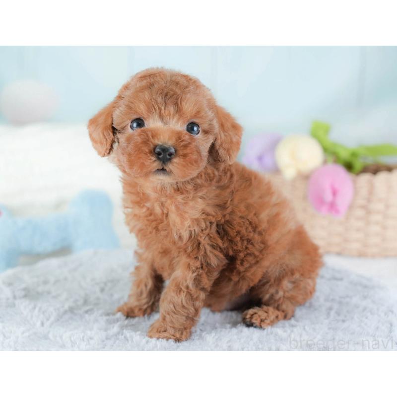 販売中の埼玉県のトイプードル-439340の9枚目