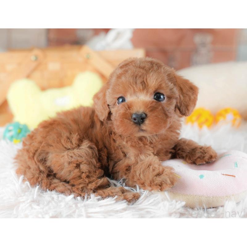 販売中の埼玉県のトイプードル-439340の8枚目