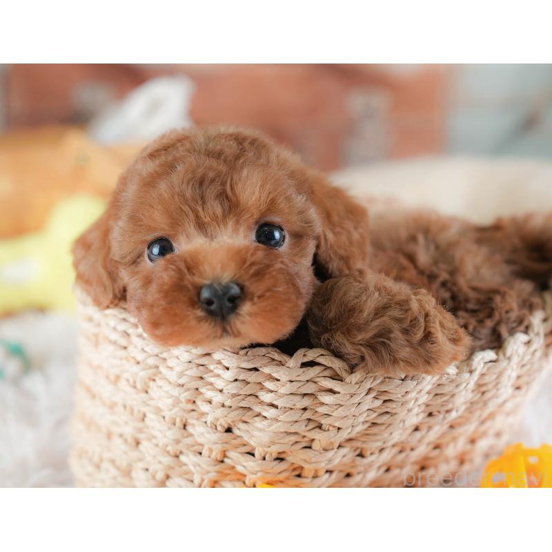 販売中の埼玉県のトイプードル-439340の7枚目