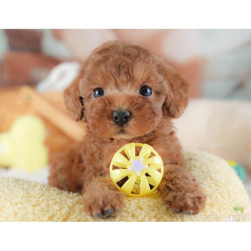 販売中の埼玉県のトイプードル-439340の6枚目