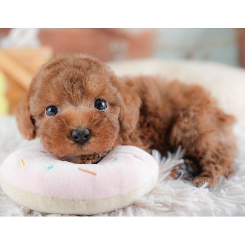 販売中の埼玉県のトイプードル-439340の5枚目