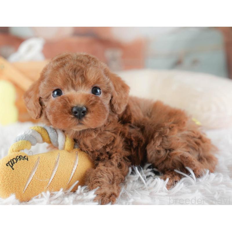 販売中の埼玉県のトイプードル-439340の4枚目