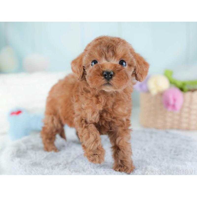 販売中の埼玉県のトイプードル-439340の3枚目