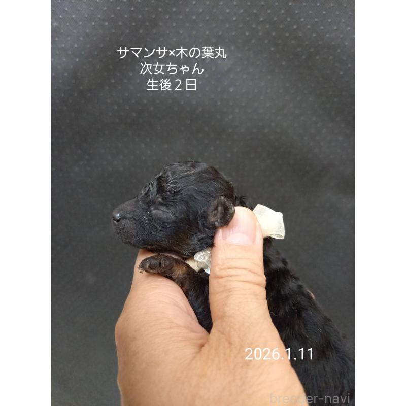 販売中の大阪府のタイニープードル-438299の9枚目