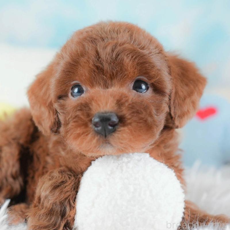 販売中の埼玉県のトイプードル-439338の1枚目