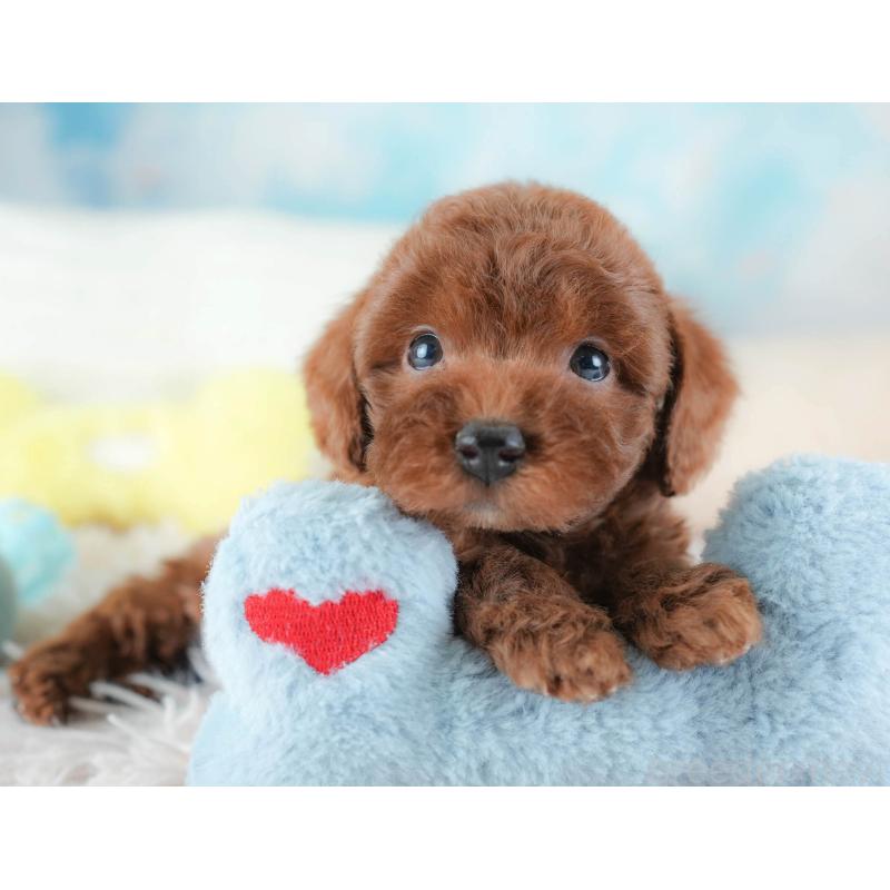 販売中の埼玉県のトイプードル-439338の11枚目