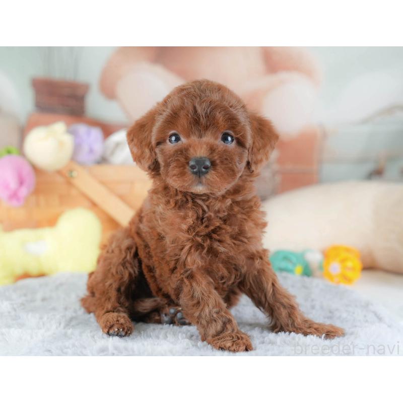 販売中の埼玉県のトイプードル-439338の10枚目