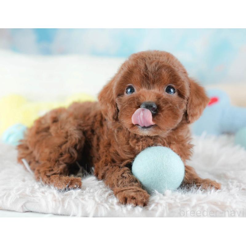 販売中の埼玉県のトイプードル-439338の9枚目