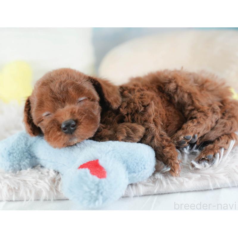 販売中の埼玉県のトイプードル-439338の8枚目