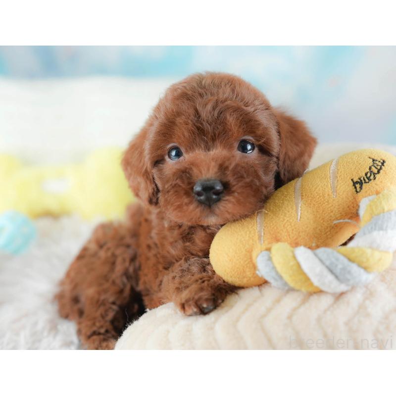 販売中の埼玉県のトイプードル-439338の7枚目